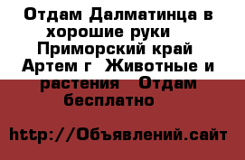 Отдам Далматинца в хорошие руки. - Приморский край, Артем г. Животные и растения » Отдам бесплатно   